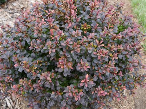 thornless barberry